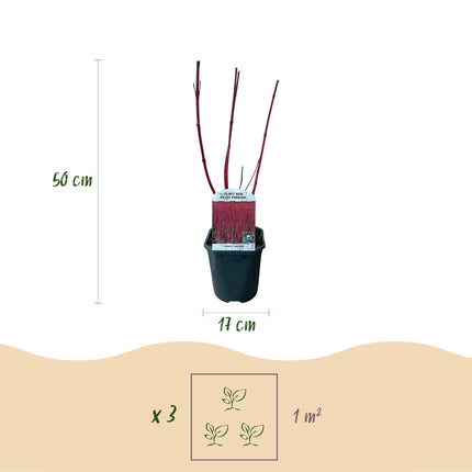 Rotholz-Hartriegel – Cornus alba 'Sibirica' – Ø17cm – ca. 45cm hoch – Zierstrauch mit roten Zweigen – Winterhart & pflegeleicht – Für Hecken & Einzelstellung – Bienenfreundlich