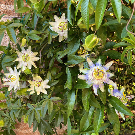Passionsblume Passiflora Tricolour – Blüte Rosa, Weiß & Lila – Wenig Pflege – 3 Pflanzen – 11cm Höhe 40cm – Ideal für Balkon, Garten & Pergolen