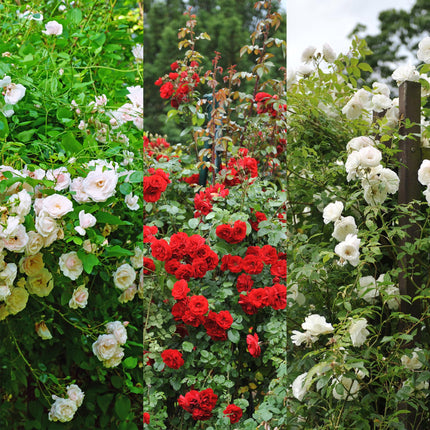 Kletterrose – Rosa Tricolour – Blüte Rosa – Weiß – Rot – 3 Pflanzen – Duftend – Geringer Pflegeaufwand – 11cm – Höhe ca. 40cm