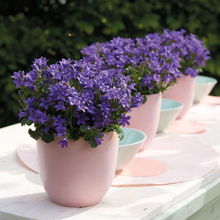 Campanula Addenda Ambella lila 6er Set – Glockenblume violett Topfgröße 12cm – winterhart, lang blühend – Bodendecker für ca.1m²