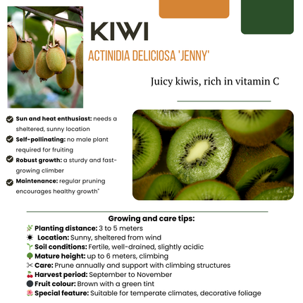 Bio Kiwi – Actinidia deliciosa – Ø13cm – ↨20cm – 3 Pflanzen – Selbstbestäubende Kiwi-Pflanzen – Für Garten, Terrasse & Balkon – Obst zum Selberziehen