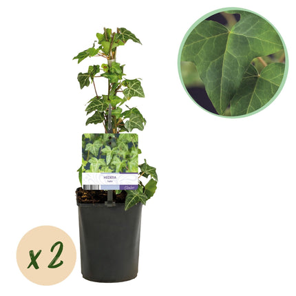 Kletterpflanze Hedera helix – Immergrün – Grüne Blätter – 11 cm x H40 cm – Pflegeleicht – Für Garten, Balkon & Innenräume