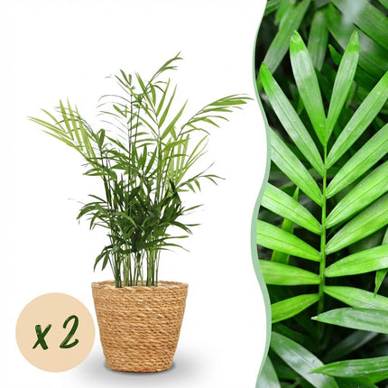 Chamaedorea Elegans Goldpalme Zimmerpflanze 2er Set inkl. Naturkorb