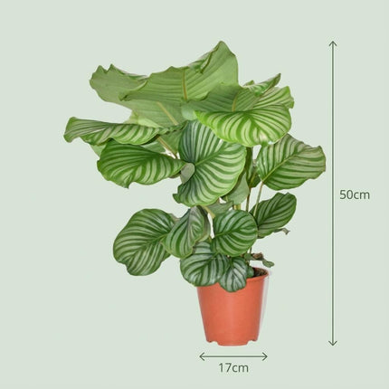 Korbmarante Calathea Orbifolia – Ø17cm – Höhe 40-50cm – Große silbrig gestreifte Blätter – Dekorative Zimmerpflanze für Wohnraum Büro & Schlafzimmer