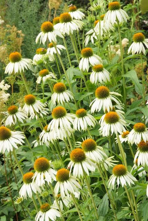 Scheinsonnenhut – Echinacea purpurea 'White Swan' – ↑10-25cm – Ø9cm – 12 Pflanzen – Weiße Blüten, Bienen- und Schmetterlingsfreundlich, pflegeleicht, robuste Staude