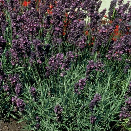 Lavandula angustifolia 'Munstead' – 24 Pflanzen – ↕10-25 cm – Ø9 cm – Tiefviolette Blüten – Mediterranes Flair – Pflegeleichter, winterharter Lavendel