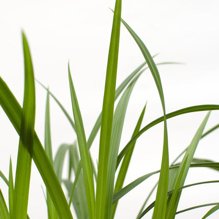 Carex morrowii 'Irish Green' - Immergrünes Ziergras - Ø19cm ↕40cm - Robuste Gartenpflanze für Sonne & Schatten