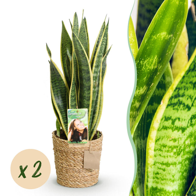 Sansevieria Laurentii – Zwei pflegeleichte Schwiegermutterzungen im dekorativen Korb – 17cm – Höhe 60-70cm – Grün – Robuste Luftreinigende Pflanzen