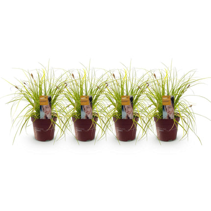 Japansegge Carex oshimensis Everillo – Immergrünes Ziergras – Gelbe Blätter – 4 Pflanzen – Pflegeleicht – Ø17 cm – Höhe ca. 50 cm