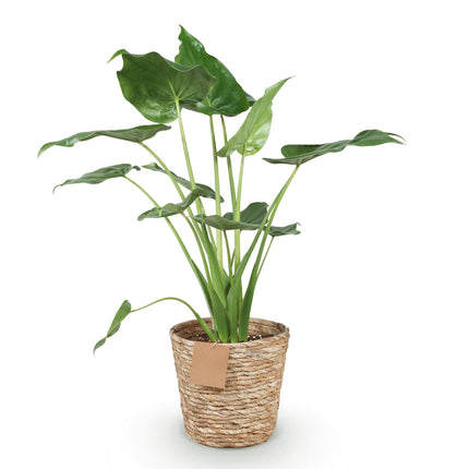 Alocasia Cucullata – Buddha – Hand – 65-70cm – 21cm inkl. Naturkorb – Pflegeleichte exotische Zimmerpflanze – Herzförmige glänzende Blätter