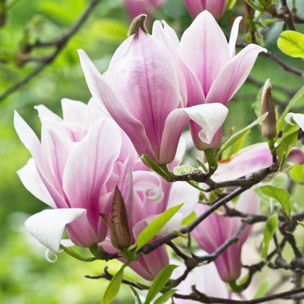 Magnolia George Henry Kern – 3 Pflanzen – 12cm – Höhe ca. 30cm – Laubabwerfende Magnolie mit cremeweiß