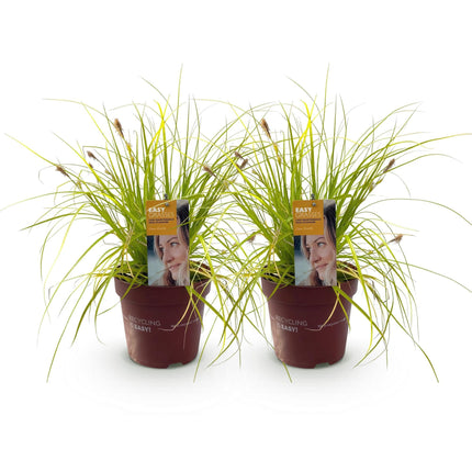 Japansegge Carex oshimensis Everillo – 2 Pflanzen Ø17cm – Immergrün – Pflegeleicht – Leuchtend gelbe Blätter – Ziergras Höhe ca. 50cm
