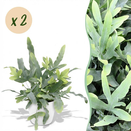 Phlebodium aureum Blue Star 2er Set Pflanzen Mit Weißem Topf Ø12cm Höhe ca.25cm Blauer Farn Haustierfreundlich Pflegeleicht Für Zimmer Büro &