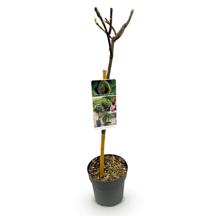 Feigenbaum Ficus carica 'Brown Turkey' – Stamm-Pflanze – Höhe ca. 90 cm – Ø19 cm – Obstpflanze für Terrasse & Garten – Essbare Früchte – Pflegeleicht & robust