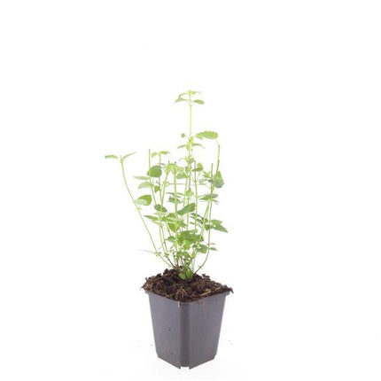 Agastache 'Black Adder' – 48 Pflanzen – ↕10-25cm – Ø9cm – Staude – Dunkelviolette Blüten – Sonnig – Bienenfreundlich & Pflegeleicht