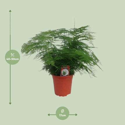 Asparagus setaceus – Zier – Spargel Asparagus – Farn – Ø17cm ↕45cm – Elegante Zimmerpflanze mit feinem, federartigem Laub