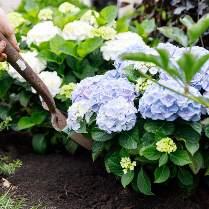 Hortensie Forever & Ever – Blau – 2 Pflanzen – Hydrangea macrophylla – Je im 23cm Topf – Ca. 55cm hoch – 7-12 Blüten – Für Balkon, Terrasse & Beet