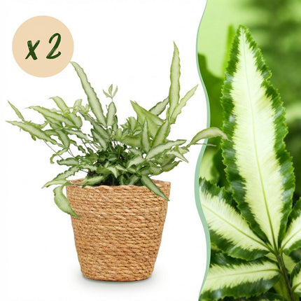 Pteris Cretica Albolineata Schwertfarn Zimmerpflanze 2er Set inkl. Naturkorb