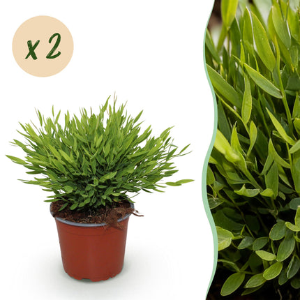 Bambus Pogonatherum Monica – 2 Pflanzen Set – Ø12cm Höhe 30-35cm – Bambusgras Zimmerpflanze mit feinem Blattwerk – Haustierfreundliche Grünpflanze