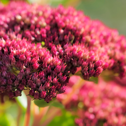 Sedum Matrona – 12 Pflanzen – Ø9cm – Höhe 10-25cm – Winterharte Fetthenne – Dunkelrosa Blüten