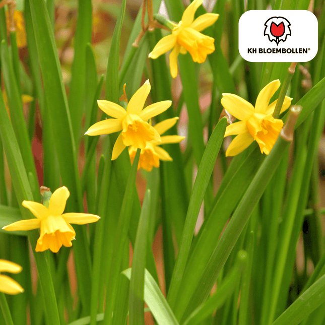 Narzisse 'Tête-à-Tête' – Mini-Narzisse – leuchtend gelbe Frühjahrsblüher – 25 Blumenzwiebeln – ↕15-20cm – ideal für Beet, Balkon & Topf