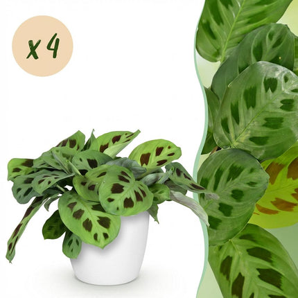 Maranta Fascinator Kerchoveana Zebrapflanze Pflanze 4er Set mit weißem Topf Ø12cm Höhe 25cm Haustierfreundliche Grünpflanze pflegeleicht für