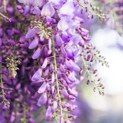 Blauregen Wisteria floribunda 'Naga Noda' – Kletterpflanze – Ø15cm – ↨65cm – 2 Pflanzen– Schnell wachsend – Duftende blaue Blütenrispen