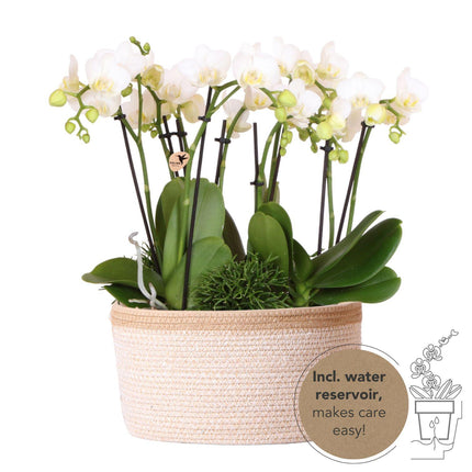 Weißes Pflanzenset im Baumwollkorb – 3 Orchideen Amabilis Ø9cm & 3 Grünpflanzen – Mit autarkem Wassertank & Dochtsystem – Pflegeleicht & dekorativ