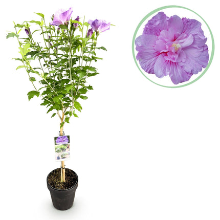 Hibiscus syriacus Lavender Chiffon – Stamm-Pflanze Ø19cm – ca. 90cm hoch – Winterharte Terrassen- & Balkonpflanze – Lila gefüllte Blüten – Pflegeleicht & bienenfreundlich