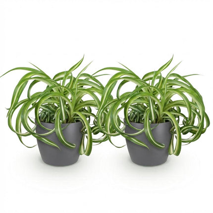 Chlorophytum Comosum Bonnie Lockige Graslilie – 2er Set Zimmerpflanzen im grauen Topf Ø12cm Höhe20cm – Haustierfreundliche Grünpflanze