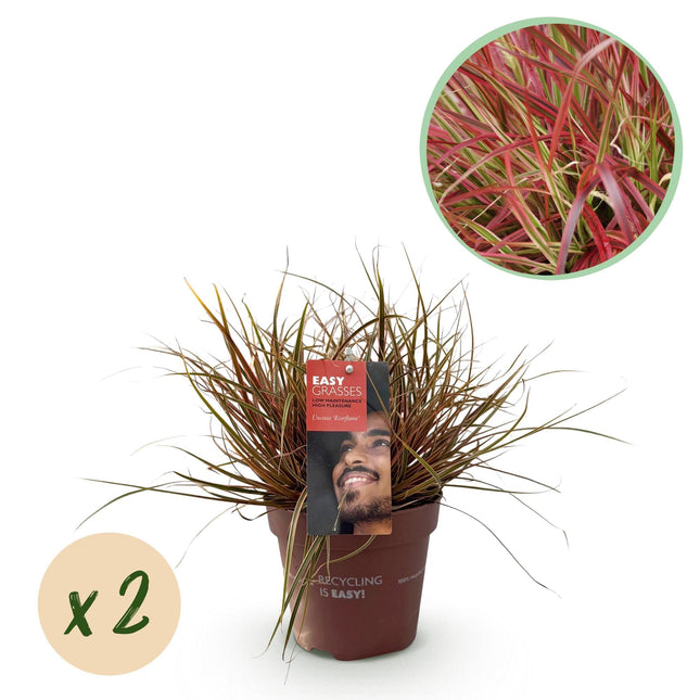 Mahagonigras – Uncinia rubra 'Everflame' – Rotes Ziergras – Immergrün – Pflegeleicht – Für Beete & Töpfe – 2 Pflanzen Ø17 cm – Höhe ca. 50 cm