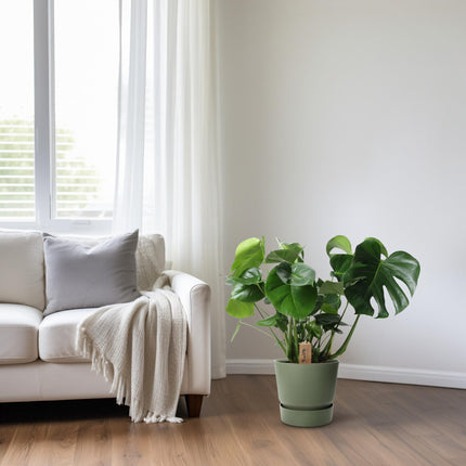 Monstera Deliciosa im Palmleaf Korb – Zimmerpflanze ca.60cm – Ø21cm – Schweizer Käsepflanze mit durchbrochenem Laub – Tropischer Look & luftreinigend