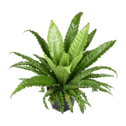 Nestfarn – Asplenium Antiquum Osaka – Zimmerpflanze – Ø23cm – ↕60cm – Üppige grüne Wedel – Pflegeleicht