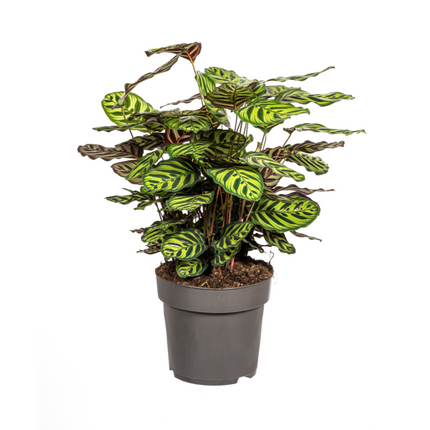 Calathea Makoyana – Pfauenpflanze – Große Zimmerpflanze Ø27 cm – 60-80 cm hoch – Ovale Blätter mit auffälligem Muster – Indirektes Licht – Pflegeleicht & Luftverbessernd