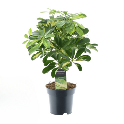 Schefflera Gold Capella – Zimmerpflanze – Ø14cm – ↕50cm – Pflegeleicht & dekorativ – Luftreinigende Strahlenaralie mit panaschierten Blättern
