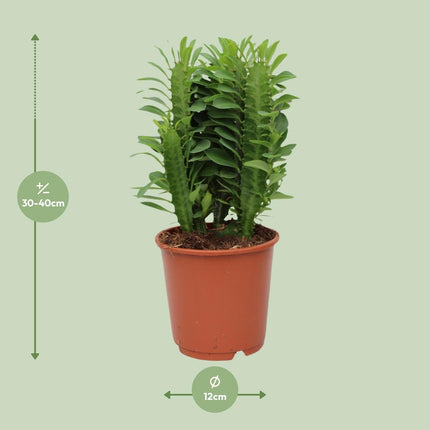 Euphorbia Trigona – Wolfsmilch – Zimmerpflanze – Ø12cm – ↕40cm – Sukkulente – Pflegeleicht & robust – Für hellen Halbschatten