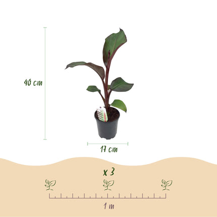 Bananenpflanze Ensete ventricosum Maurelli – 4 Pflanzen – Winterhart – Ø17 cm, Höhe ca. 40 cm – Exotische Garten- & Terrassenpflanze – Farbenprächtige Blätter