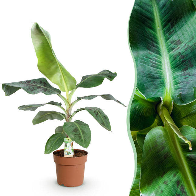 Bananenpflanze Musa acuminata Dwarf Cavendish – 70-75cm – 21cm – pflegeleicht