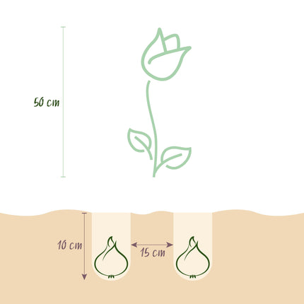 Blumenzwiebeln Tulipa Gudoshnik Double – Doppelblütig – 12 Stück – Zwiebelgröße 11/12 – Gefüllte Tulpen für Garten, Balkon & Terrasse – Frühjahrsblüher