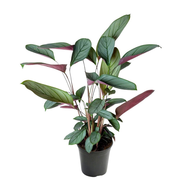 Ctenanthe Setosa – Ø17cm – ↕60cm – Tropische Zimmerpflanze mit auffälligem Blattmuster – Elegante Blattschmuckpflanze für Wohnzimmer, Büro & Wintergarten