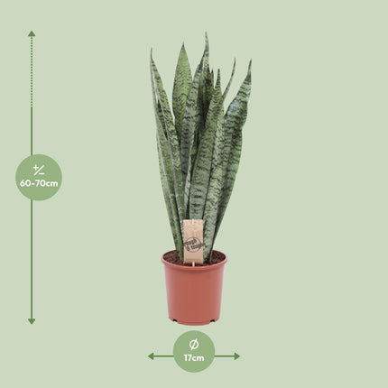 Bogenhanf Sansevieria Zeylanica – 70cm Ø17cm – Pflegeleichte Schwiegermutterzunge mit schlanken Blättern – Robuste Grünpflanze
