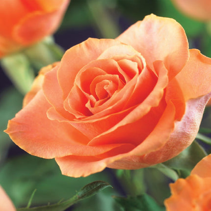 Kletterrose – Rosa Orange Climber – Orange Blüten – 2 Pflanzen – 11cm – Höhe 40cm – Wenig Pflege – Blüte im Sommer