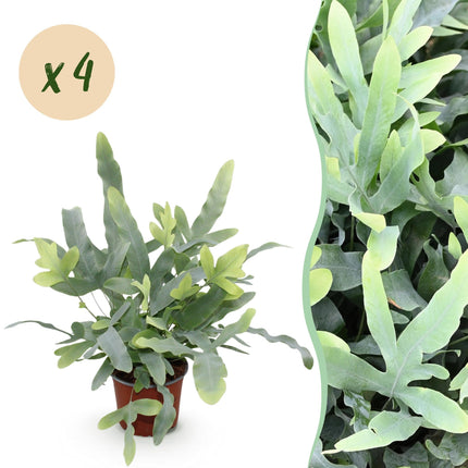 Phlebodium aureum Blue Star – 4 Pflanzen Set – Ø12cm Höhe 25–30cm – Blauer Farn mit blaugrünen Blättern – Haustierfreundliche Zimmerpflanze