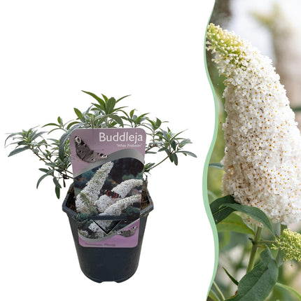 Schmetterlingsstrauch Buddleja davidii White Profusion – Weiße Blüten – Bienfreundlich & Schmetterlingsanziehend – Laubabwerfend – Höhe 17–25cm