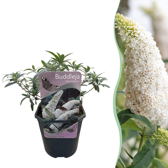 Schmetterlingsstrauch Buddleja davidii White Profusion – Weiße Blüten – Bienfreundlich & Schmetterlingsanziehend – Laubabwerfend – Höhe 17–25cm