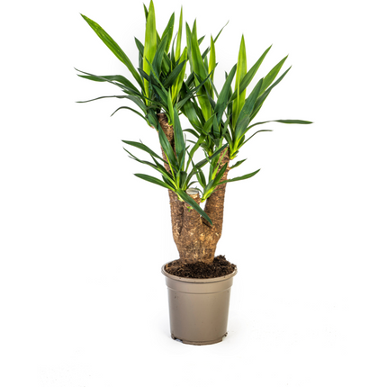 Riesen-Palmlilie - Yucca Elephantipes – Zimmerpflanze – Ø21 cm – Höhe 60-70 cm – Robuste & pflegeleichte Grünpflanze für modernes Interieur