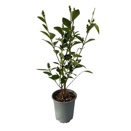 Ovalblättriger Liguster Ligustrum ovalifolium – Immergrüne Heckenpflanzen – 8 Pflanzen – 1m – 9cm Höhe 35-40cm – Grün – Pflegeleicht