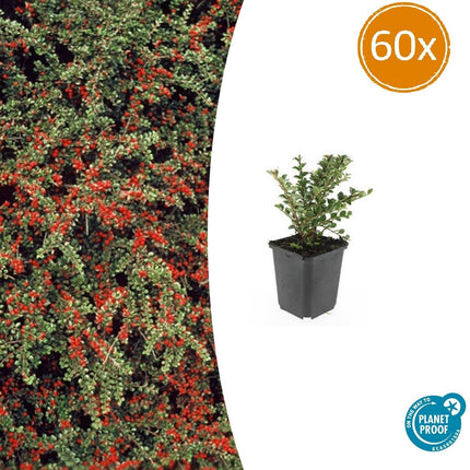 Fächer-Zwergmispel – Cotoneaster horizontalis – ↑10-25cm – Ø9cm – 60 Pflanzen – Winterhart, pflegeleicht, rote Beeren, Bodendecker, Beete