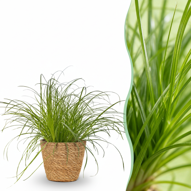 Cyperus Alternifolius Zumula Katzenpflanze – Zimmerpflanze im Korb Ø12cm Höhe20cm – Haustierfreundliche Grünpflanze – Pflegeleicht