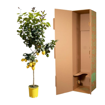 Zitronenbaum – Citrus limon – ca. 150cm hoch – Ø24cm – duftende Blüten & essbare Zitronen – immergrüne Zimmer – & Terrassenpflanze
